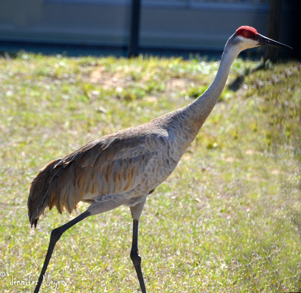 So nice to see our crane friends again.