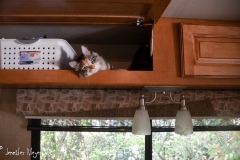 Back in Bessie, Gypsy discovered a new cozy spot.