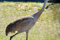 So nice to see our crane friends again.