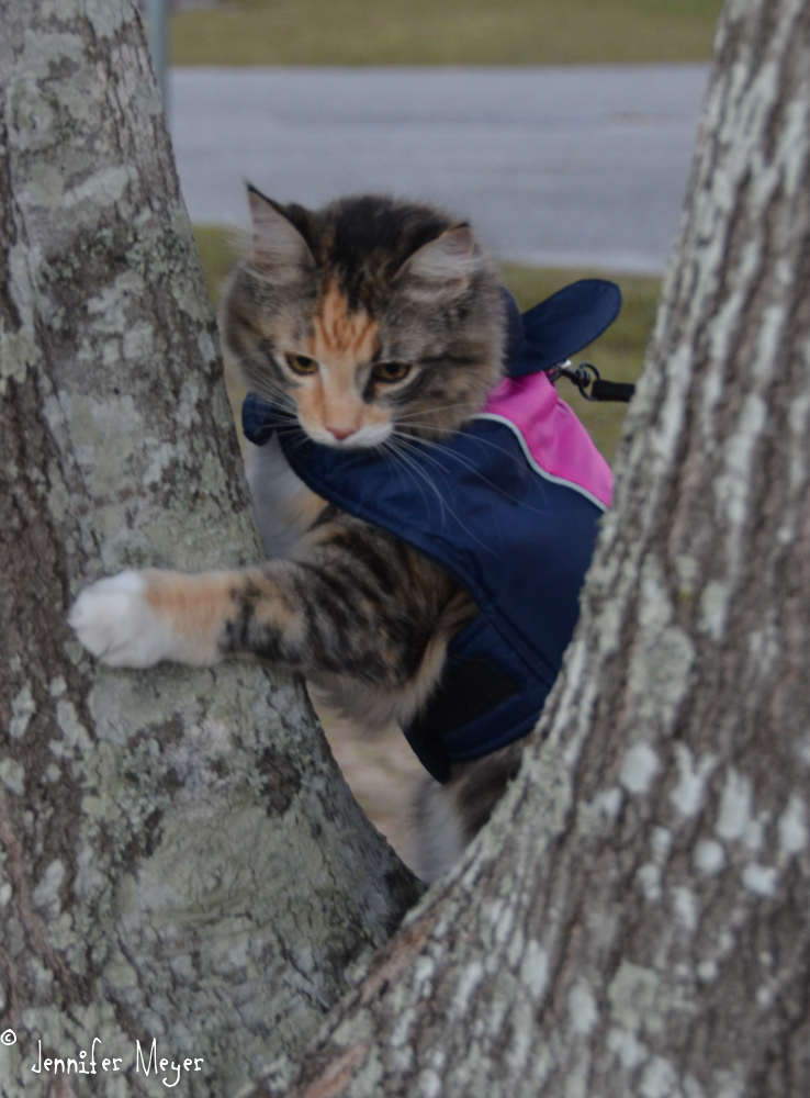 Gypsy has a coat for cold days.