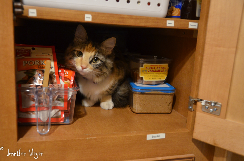 Exploring the pantry.