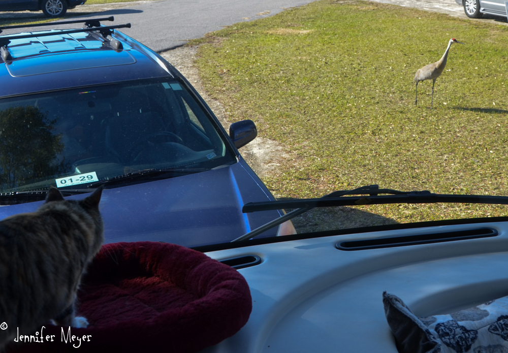 Stalking sand cranes from the dash.