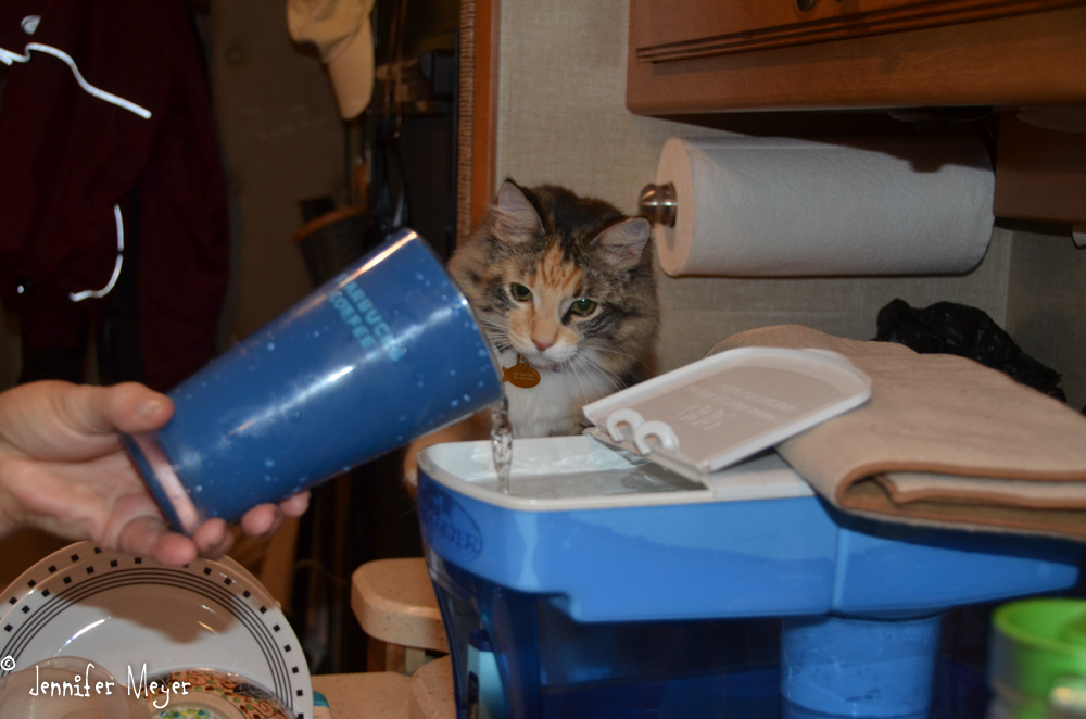 Gypsy is fascinated by our ritual of filling the water filter each night.