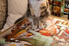Gypsy wanted to help with the puzzle.