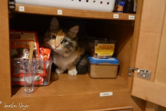 Exploring the pantry.