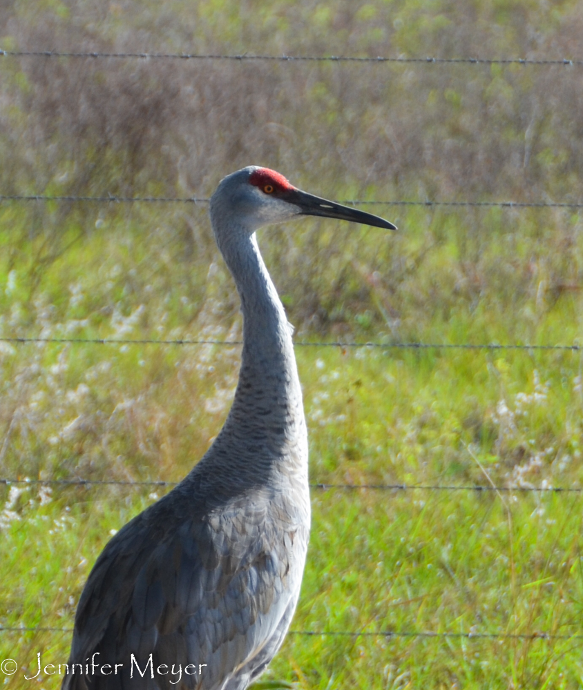 Sand hill cranes came every day.
