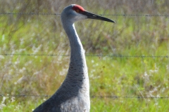Sand hill cranes came every day.
