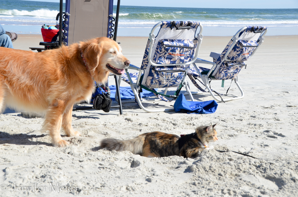 Both pets were happy to hang out in the sand.