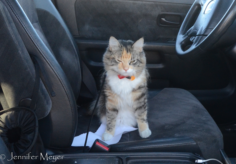 Gypsy sent into the car for her nap.