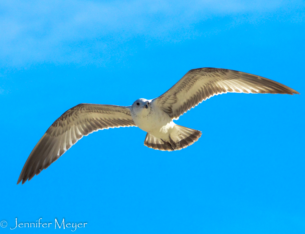 So beautiful against the blue sky.