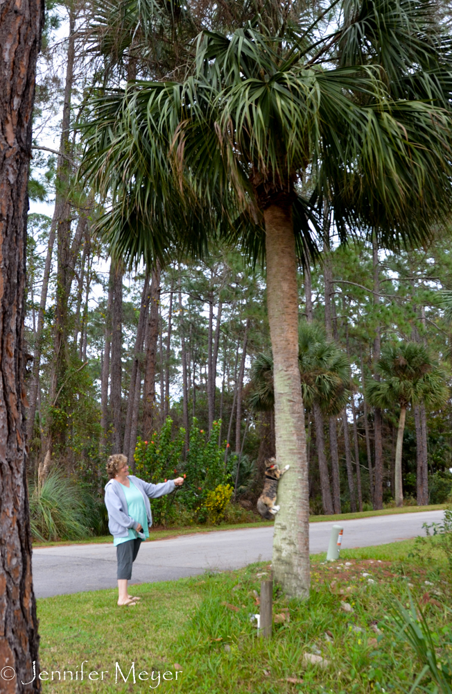 Palm trees are hard to resist.