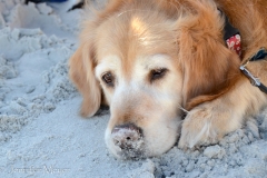 Bailey doesn't seem to mind sand in her nose.