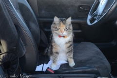 Gypsy sent into the car for her nap.