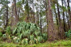 We were backed onto a Florida jungle.