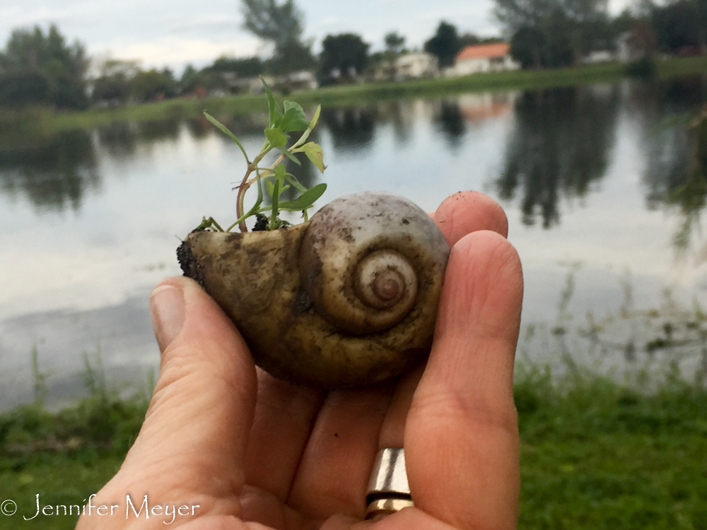 Kate found this big snail shell.