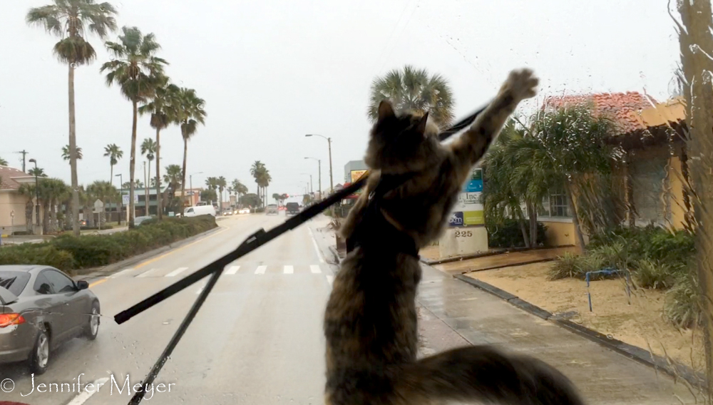 Gypsy is tormented by the wipers.