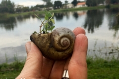 Kate found this big snail shell.