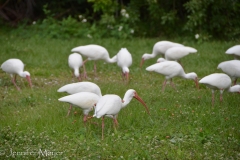 Herd of ibis.