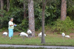 Picnicker feeding storks.