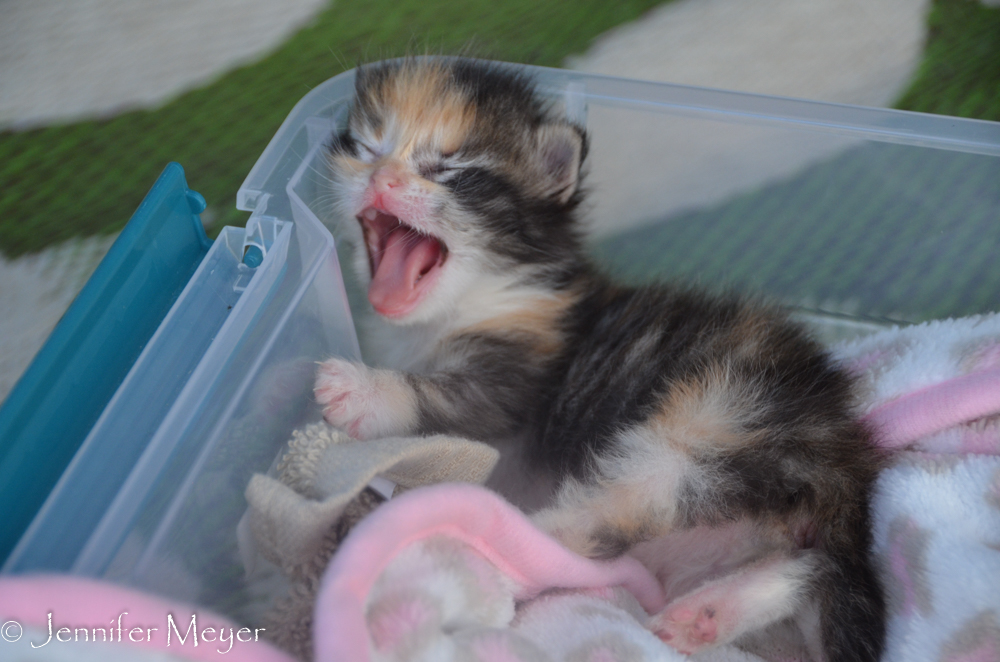 Yawn!