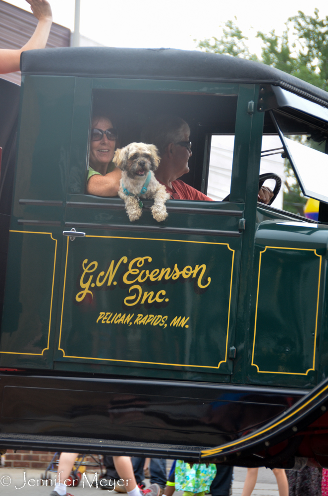 Tiny dog in an old truck.