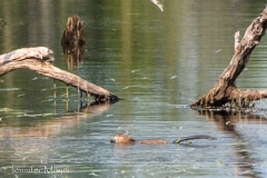 This otter swam by us a lot.