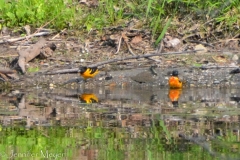 And these incredibly bright orange birds.