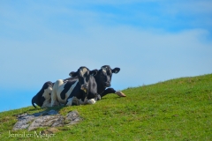 Cows on a hill.
