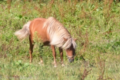 Pony in a field.
