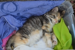 Then it back snoozing in the plastic tub for a long ride.