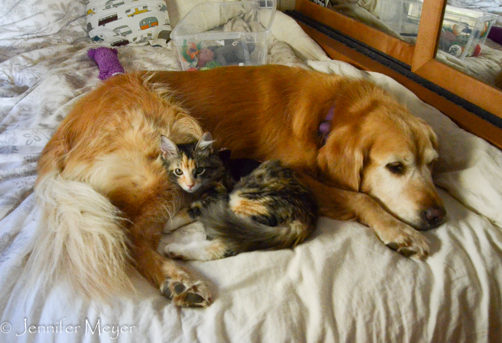 Bailey and Gypsy discovered our bed while we were driving.