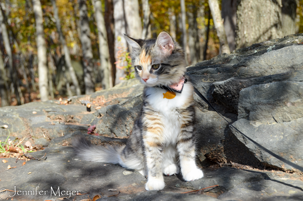 Gypsy on a rock.