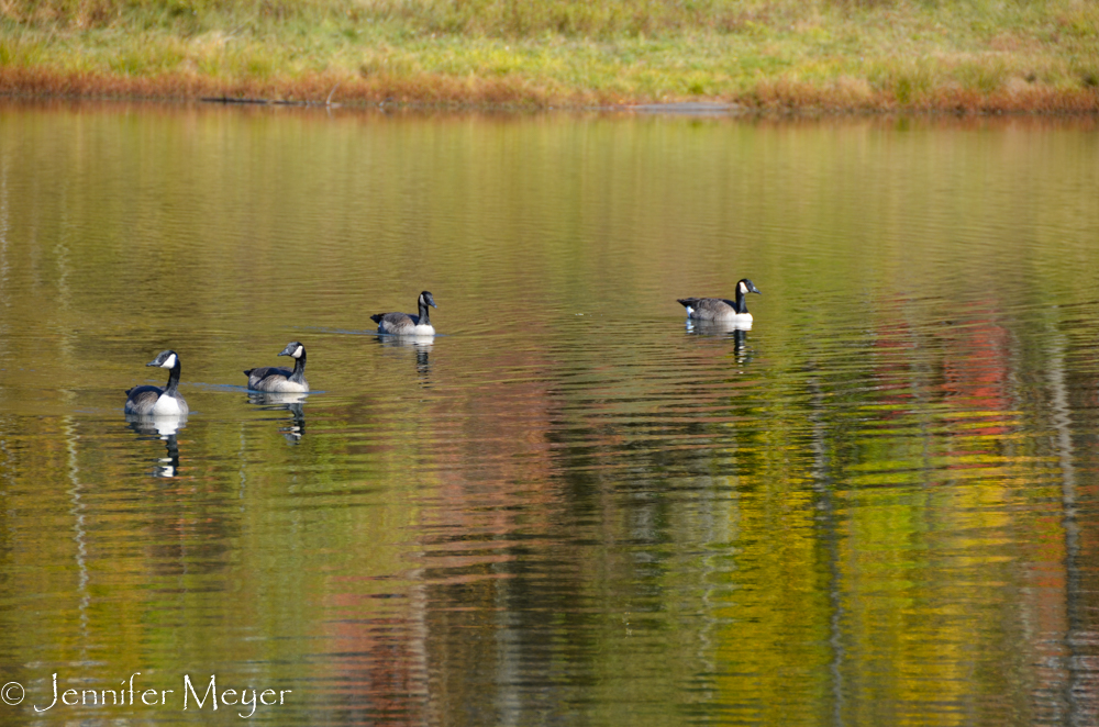 Just us and the geese.