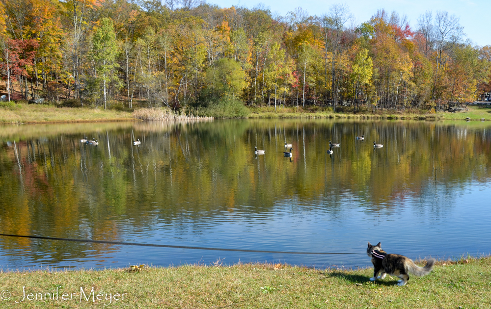 When Gypsy spotted the geese, she froze.