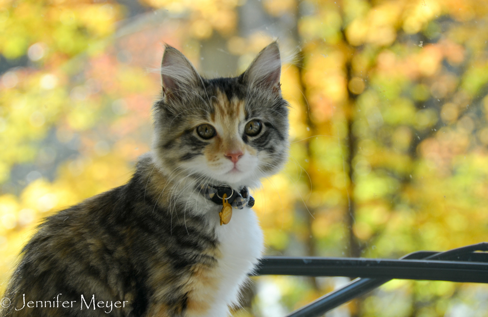 Gypsy approved of the view.