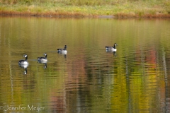 Just us and the geese.