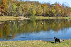 When Gypsy spotted the geese, she froze.