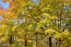The trees were at their peak.
