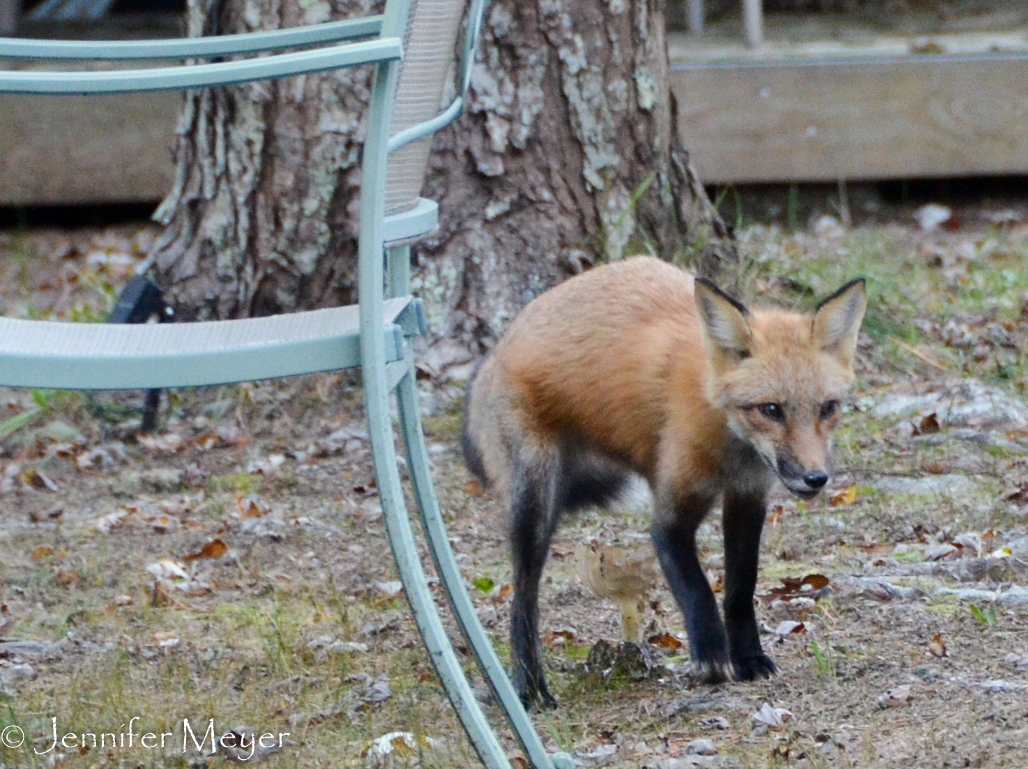 And saw this little fox run by.