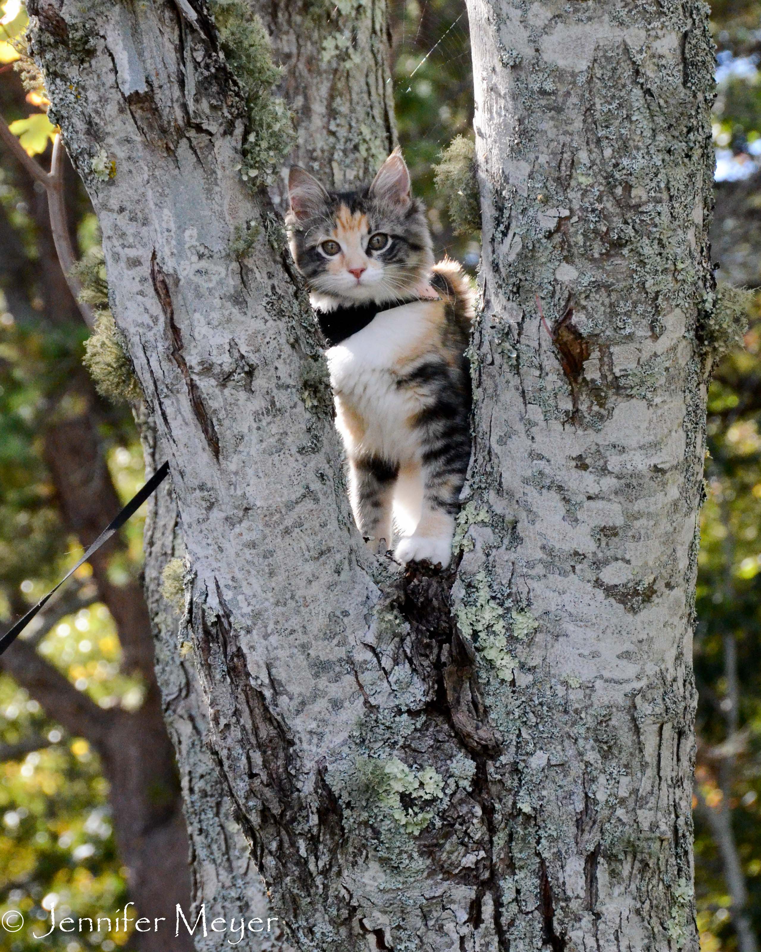 When in doubt, climb a tree.