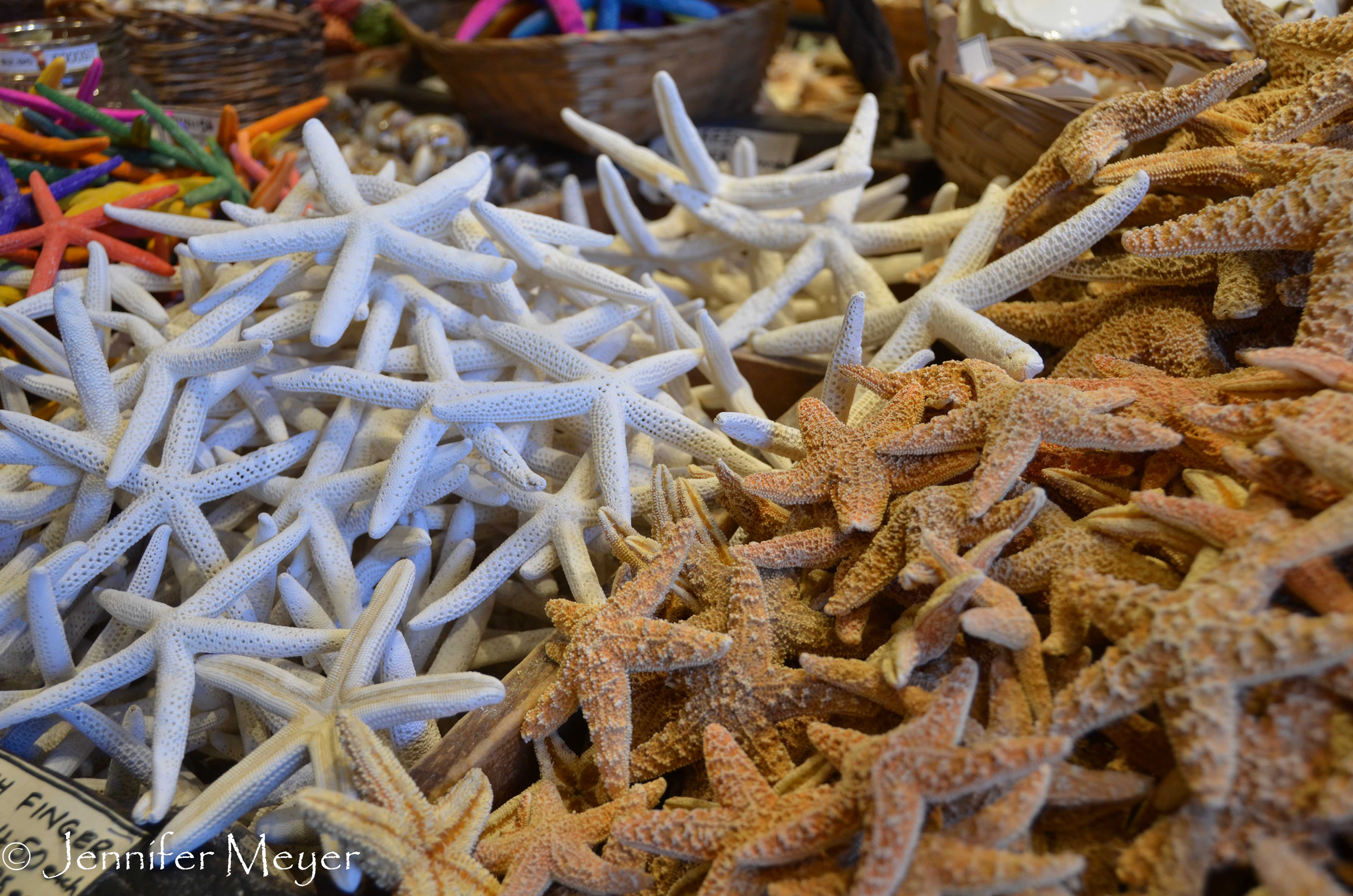 Lots of starfish.
