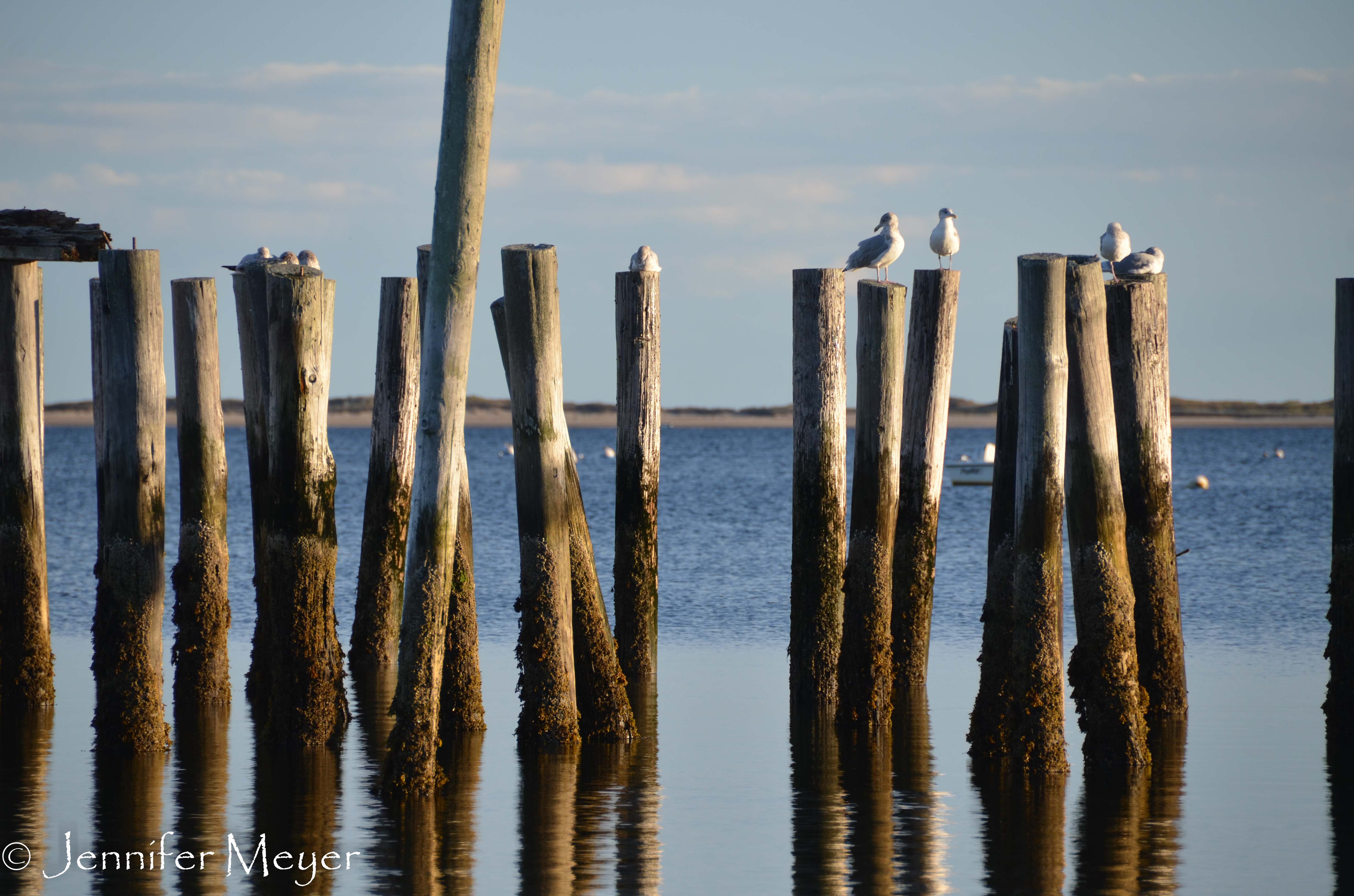 Old pilings and gulls.