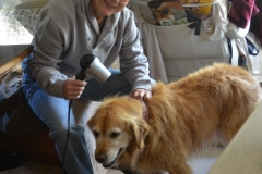 Bailey gets a blow-dry.