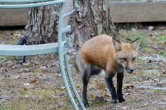 And saw this little fox run by.