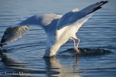 Seagull fishing.