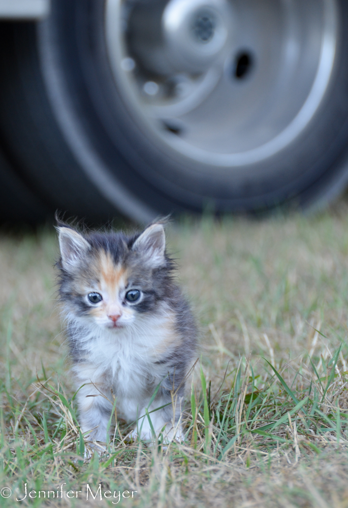 Gypsy took a little walk.
