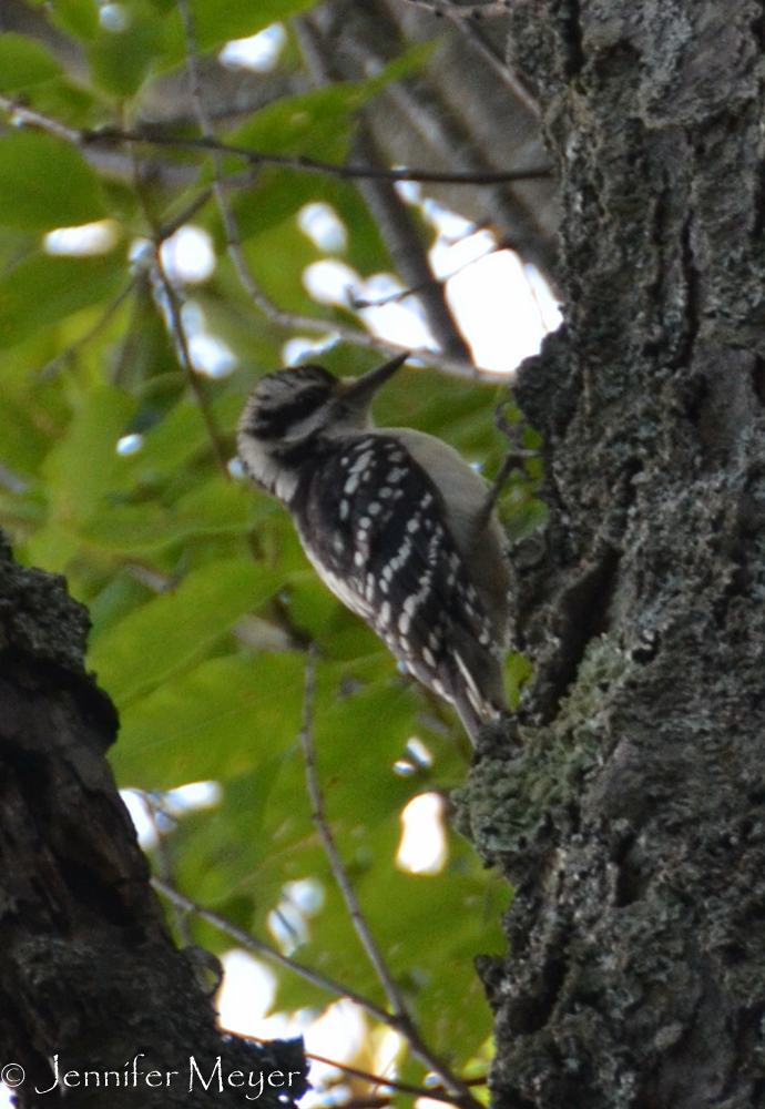I've never seen a woodpecker like this.