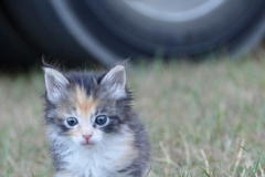 Gypsy took a little walk.