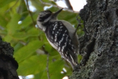 I've never seen a woodpecker like this.