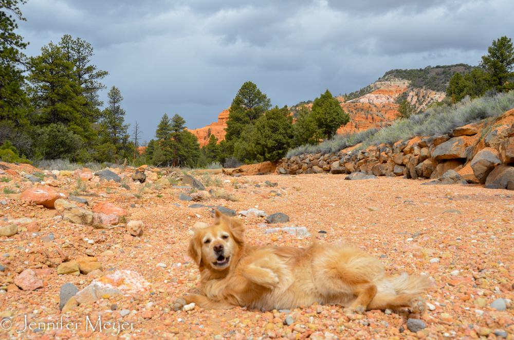 Bailey loved rolling in the rocks.